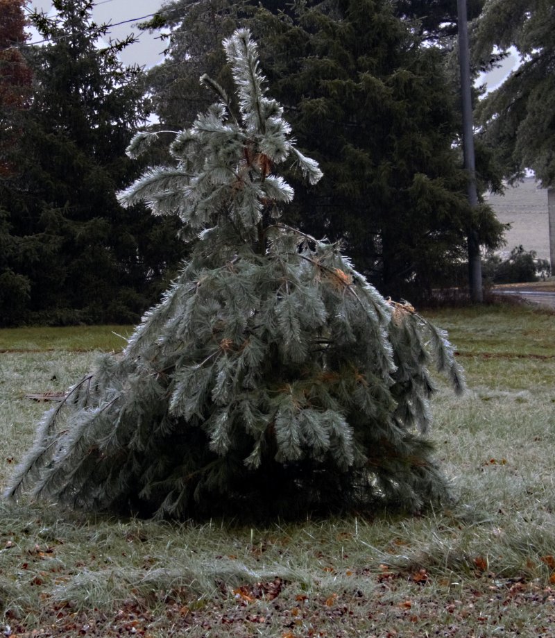 Loaded Pine 11/15/18