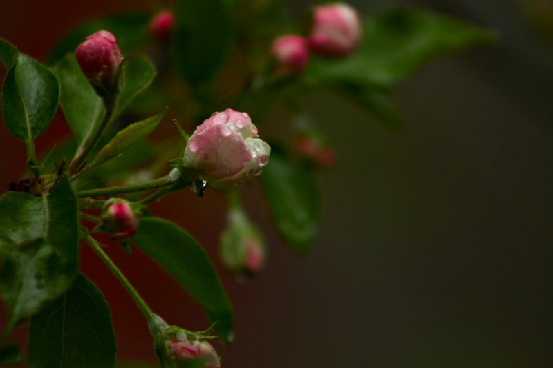 Crabapple 3