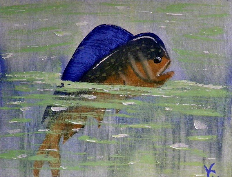 Dolphin in oils 1995