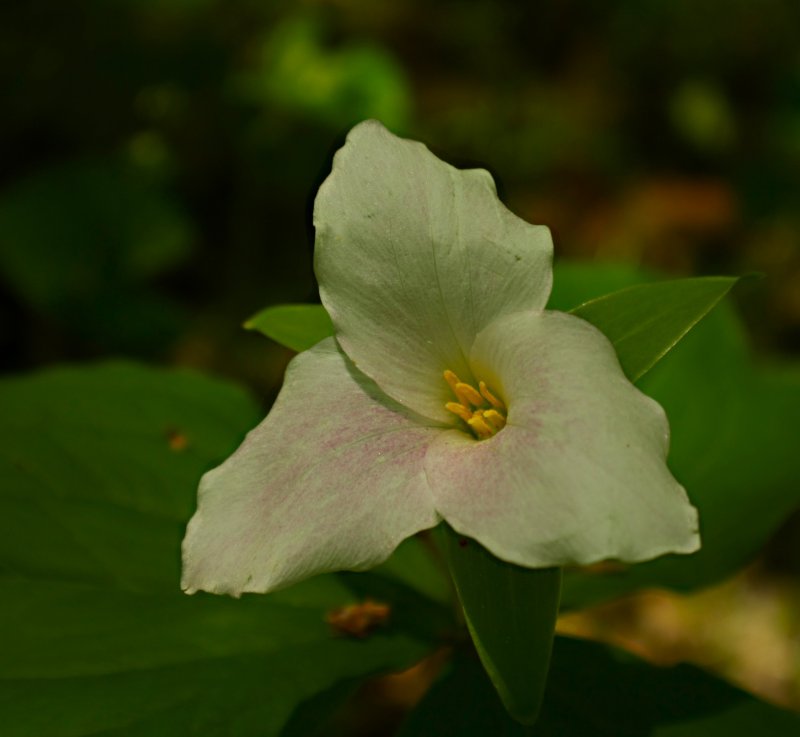 Trillium 1