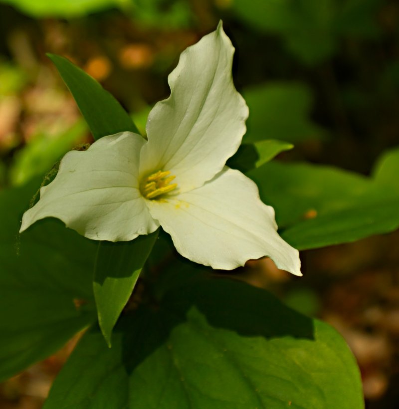Trillium 3